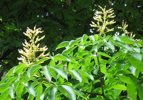 Aesculus flava/octandra (Sárga vadgesztenye)