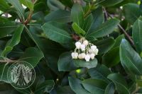 Arbutus unedo 