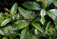 Aucuba japonica 'Crotonifolia' (Tarka levelű japán babérsom)