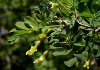  - Kattinson a nagyobb méretért