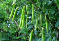 Caragana arborescens (Borsófa)