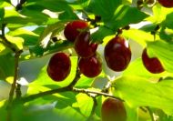 Cornus mas (Húsos som) 