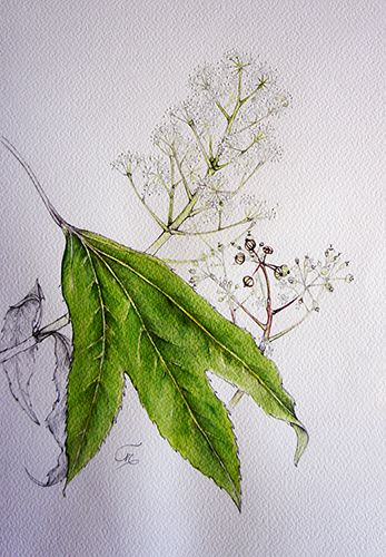 Dendropanax trifidus