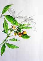 Euonymus myrianthus