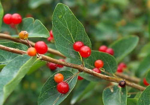 Lonicera tatarica 'Arnold Red' ('Arnold Red' Tatárlonc)
