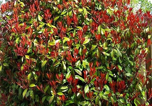 Photinia x fraseri 'Red Select' (Kerti korallberkenye)