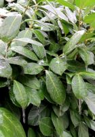  - Kattinson a nagyobb méretért