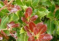 Quercus coccifera (Karmazsintölgy)