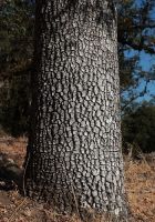  - Kattinson a nagyobb méretért