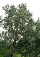  - Kattinson a nagyobb méretért