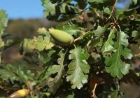  - Kattinson a nagyobb méretért