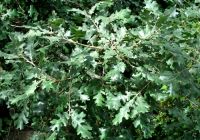  - Kattinson a nagyobb méretért