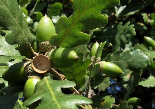 Quercus pubescens (Molyhos tölgy)