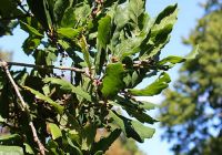  - Kattinson a nagyobb méretért