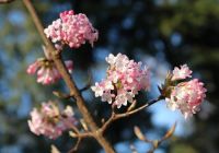  - Kattinson a nagyobb méretért