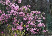  - Kattinson a nagyobb méretért